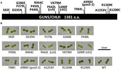 CHLH/GUN5 Function in Tetrapyrrole Metabolism Is Correlated with Plastid Signaling but not ABA Responses in Guard Cells